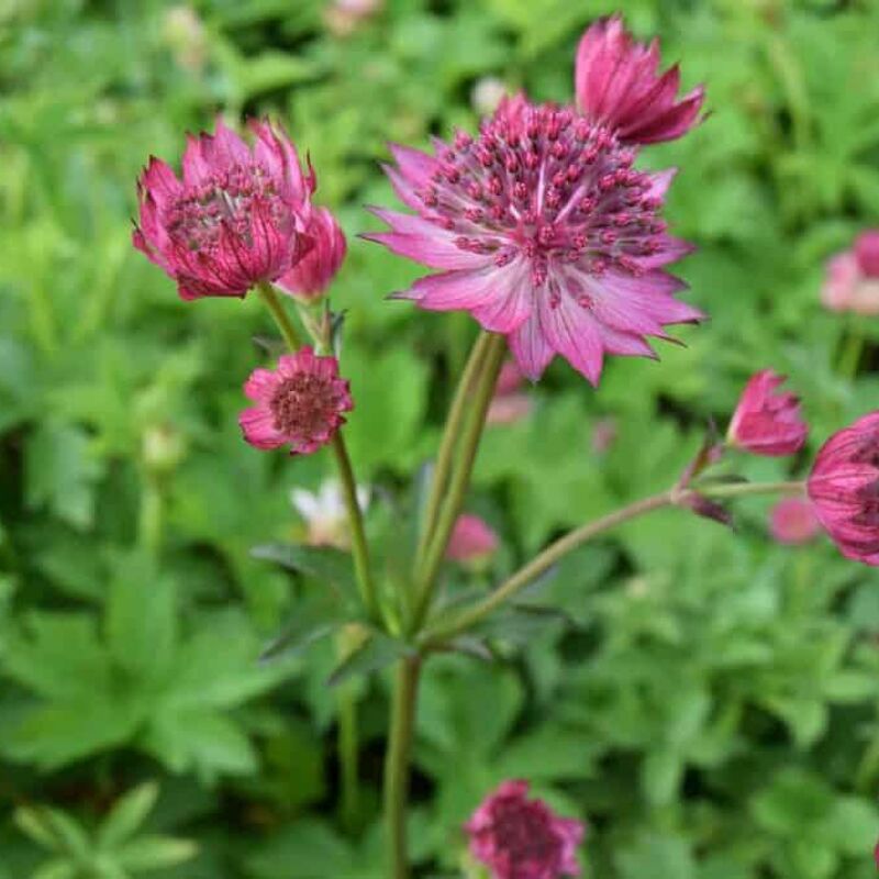 Astrantia major 'Roma' ---